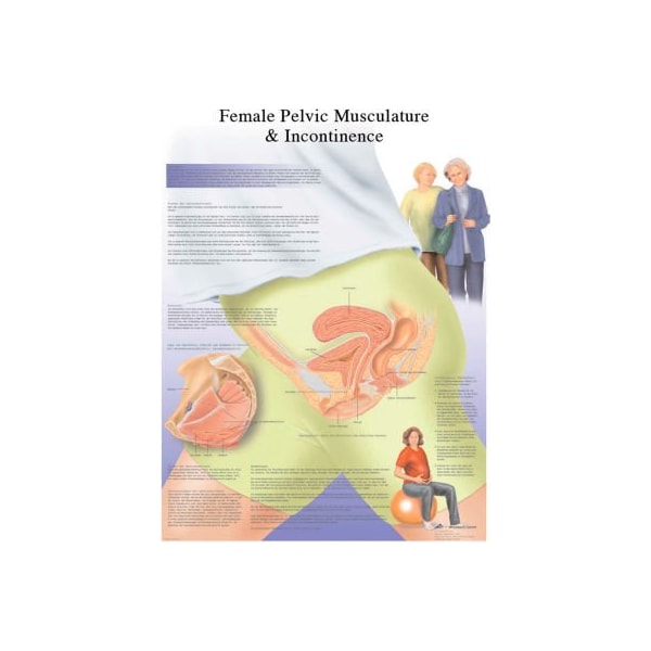 3B Anatomical Chart - Female Urinary Incontinence Chart, Paper